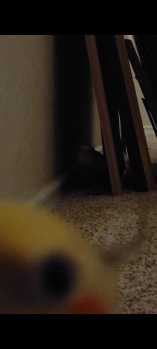 SomeRowdyBirbs's tweet photo. jumpscare https://t.co/AffCjxoeov