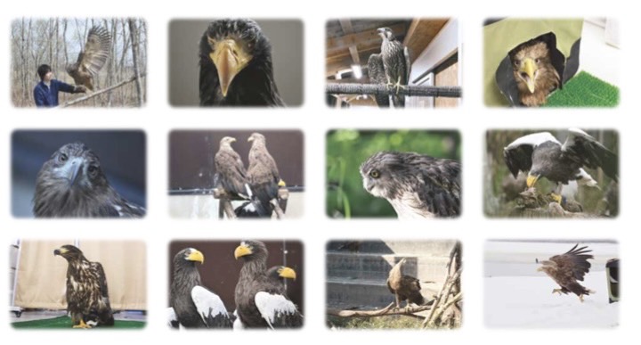 raptor_biomed's tweet photo. 毎年恒例となりました、猛禽類医学研究所のチャリティーカレンダー2025が今年も発売開始となっています。事故の後遺症などにより野生に帰れなくなってしまった猛禽たちに、お年玉として新鮮な魚をお腹いっぱい食べさせようと言う企画です。皆さまの暖かいご支援をお待ちしております！

お申し込みはこちらから！
https://t.co/zUWaqaJ36I

#リポスト希望します