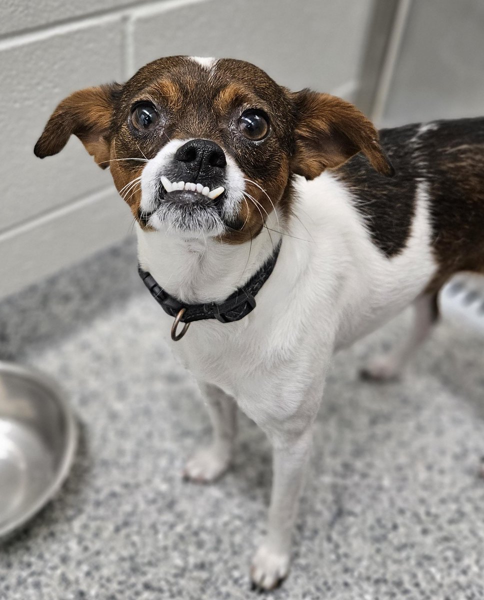 This bonded pair picked up after the flood in Asheville but taken by that person to Onslow Co (eastern NC) animal control, which makes it hard to find their original owners. They're about to be adopted out. I'm sharing in the hope we can find their owners &amp; keep them together.