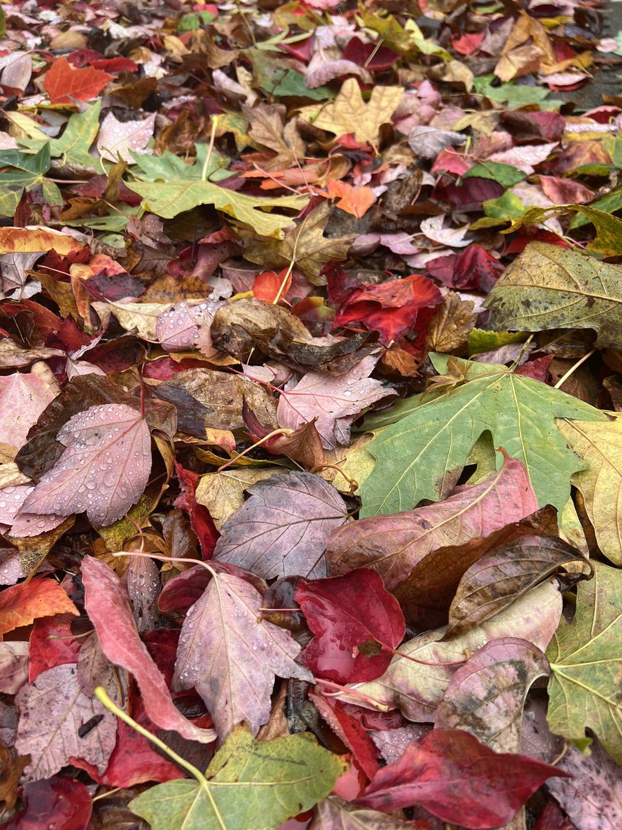 Fall colors after the storm.
