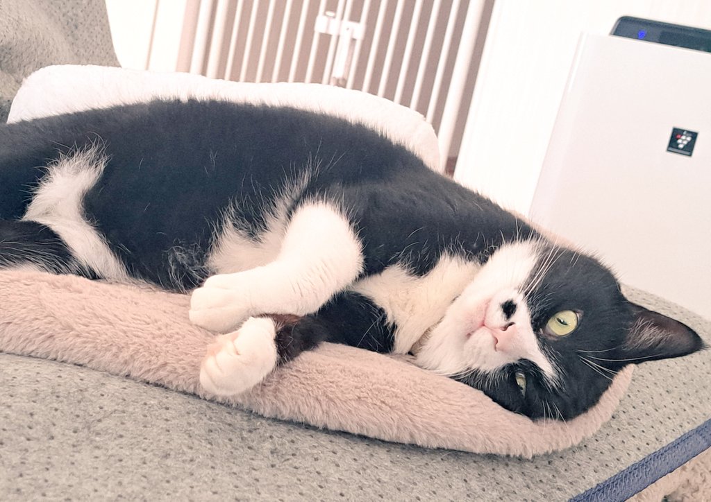 mona2_monaka's tweet photo. 虚無もなか

 #猫  #ハチワレ  #保護猫  #猫のいる暮し   #猫が好き   #保護猫と暮らす https://t.co/JXrCWa2SFQ