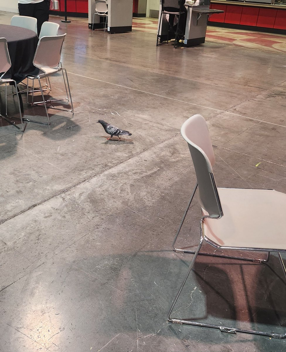 Ashlizzlle_'s tweet photo. dude i cannot fucking believe i met the magiccon pigeon 

crying shaking throwing up https://t.co/VbsVVV4ZEj