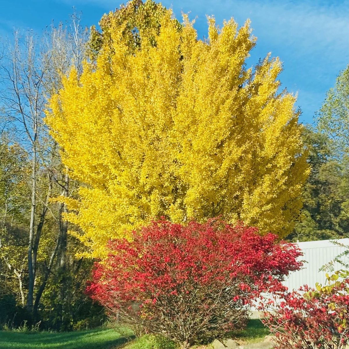 CMRocs's tweet image. The leaves, they are a changing. I love this time of year 🍁🍃🍂