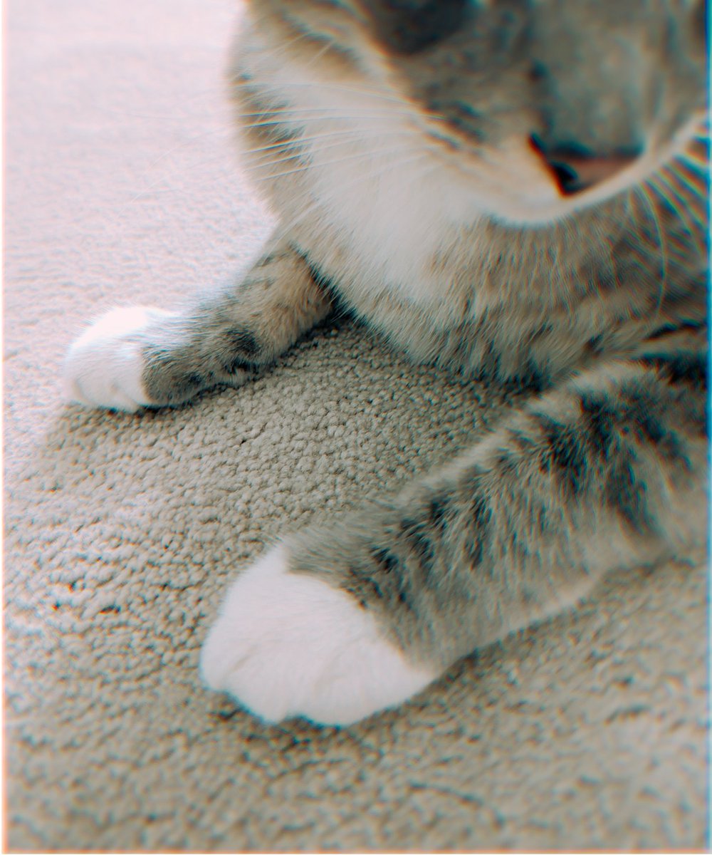 trinspr's tweet photo. 🩶

#猫 #ねこ #ネコ #猫が好き
#猫好きさんと繋がりたい𓏲𓎨
#猫好きと繋がりたい https://t.co/JMoPctd4s6