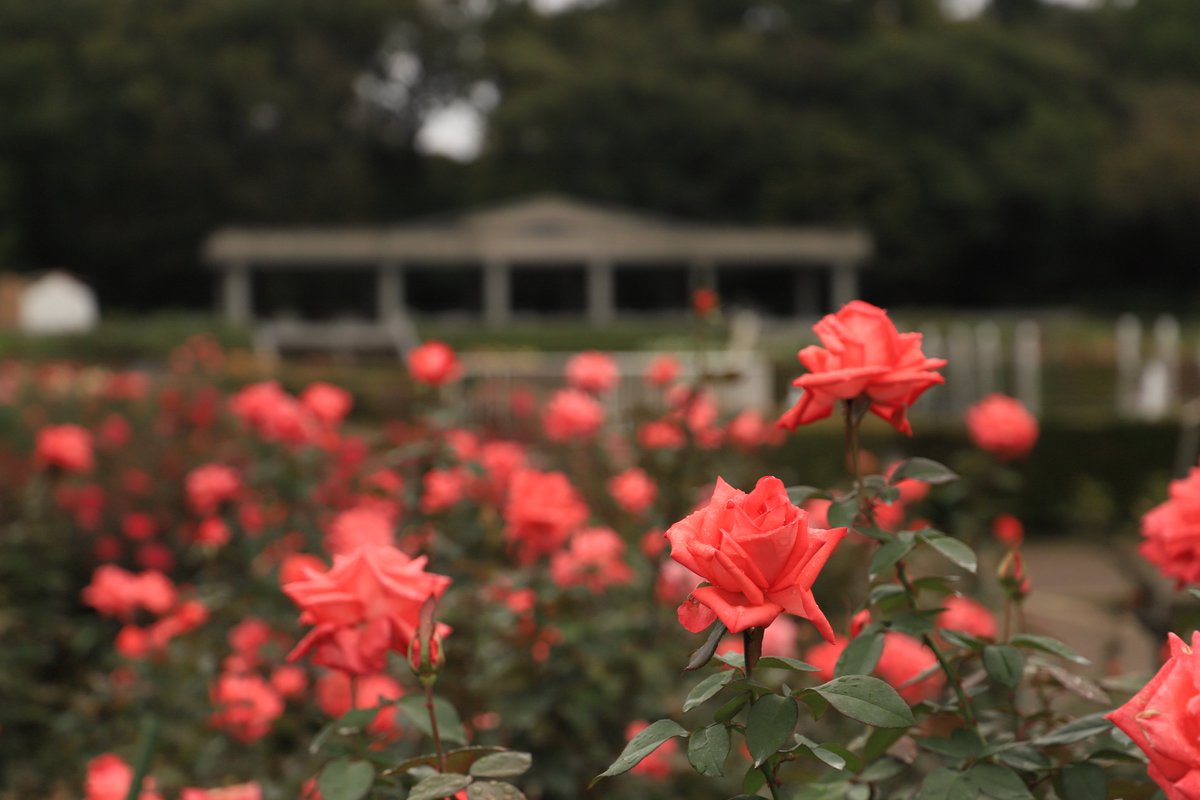 ahanablog's tweet photo. 神代植物公園を歩いて【秋のバラ🌹フェスタ】花写真散歩2024年10月 https://t.co/SP5LuN0U37 via @YouTube 
#神代植物公園 
＃花写真散歩
＃秋のバラフェスタ https://t.co/25KlFRWeaj