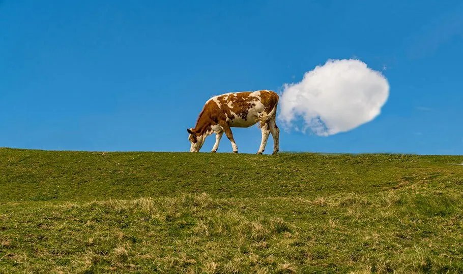 HadlTaylor's tweet photo. Helping the Earth!

Research shows that feed additives like red seaweed can cut methane emissions from cattle by up to 80%! 🌊🐄 Innovations like these are making beef production more sustainable and lowering its environmental impact overall. 🌍 #CAO24 #SustainableFarming #Beef https://t.co/0zFSzhISg5