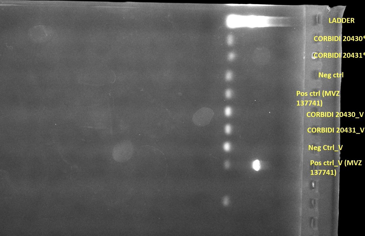 batrachophile's tweet photo. Nothing gets scarier than this for PCR ppl 😱 

#halloween2024 #failedpcr #wetlabwoes https://t.co/EpBsNAyYXK