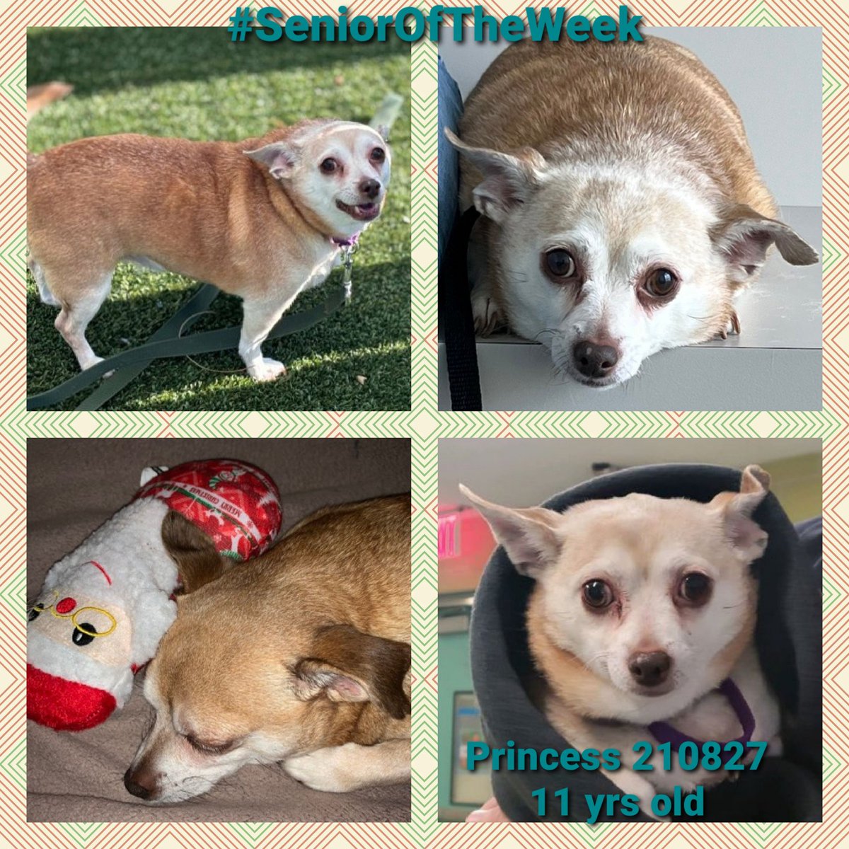 MorgFairsdogs's tweet photo. Princess 210827
#SeniorOfTheWeek
#NYCACC
11 yrs old
Labelled New Hope Only after biting kids that poked her & blew in her face
She needs a calm retirement home
Help save Princess!
https://t.co/ETKmF0XVP0
#Pledge4Rescue #foster #adopt https://t.co/VfjAlIGyea