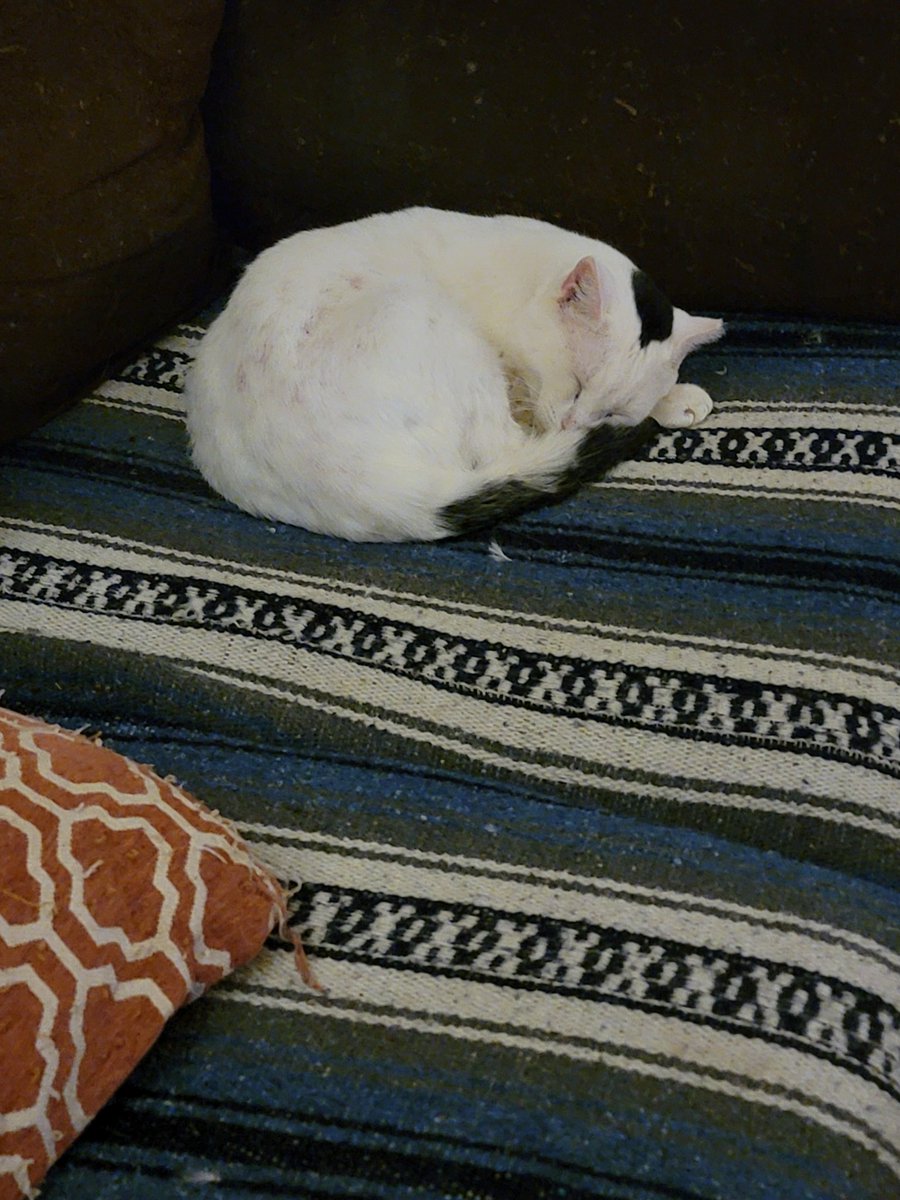 RazorballRescue's tweet photo. #CrashParty here is Pumyra. He just couldn't hang. My sweet beebee!❤️🐈⬛🚔
#OPLiveNation #OPLive #OPNation #OnPatrolLive @OfficialOPLive @ReelzChannel @pantheroutlaw21 https://t.co/VhNh03NYMG
