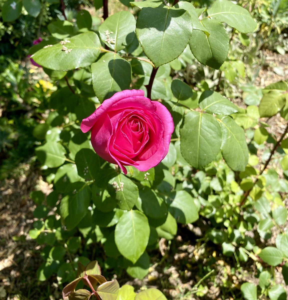 shaneandre74's tweet photo. @jason_mifsud weekend in the garden cleaning &amp; pruning. 
Happy with the Roses 🌹 https://t.co/U2CK9uXQnF