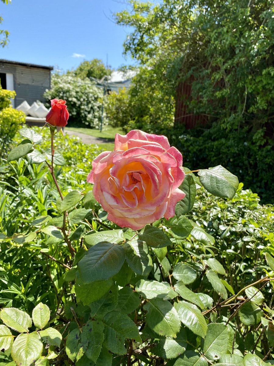 shaneandre74's tweet photo. @jason_mifsud weekend in the garden cleaning &amp; pruning. 
Happy with the Roses 🌹 https://t.co/U2CK9uXQnF
