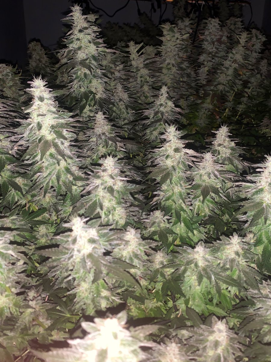 ChimpaGrow (@chimpagrow) on Twitter photo 