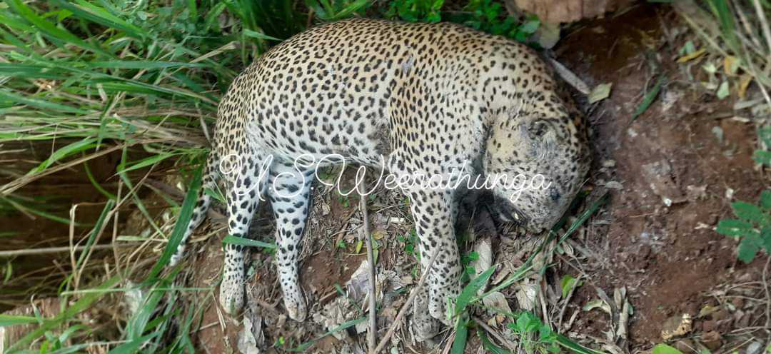 Possible Road Kill. Body of a huge male leopard recovered near a human settlement today from Udawalawa area. Investigations to be followed. Photos from S. Weerathunga <a href="/AzzamAmeen/">Azzam Ameen</a> <a href="/SriLankaTweet/">Sri Lanka Tweet 🇱🇰</a> <a href="/Jamz5251/">Jamila Husain</a> #srilanka #wildlife #NEWS