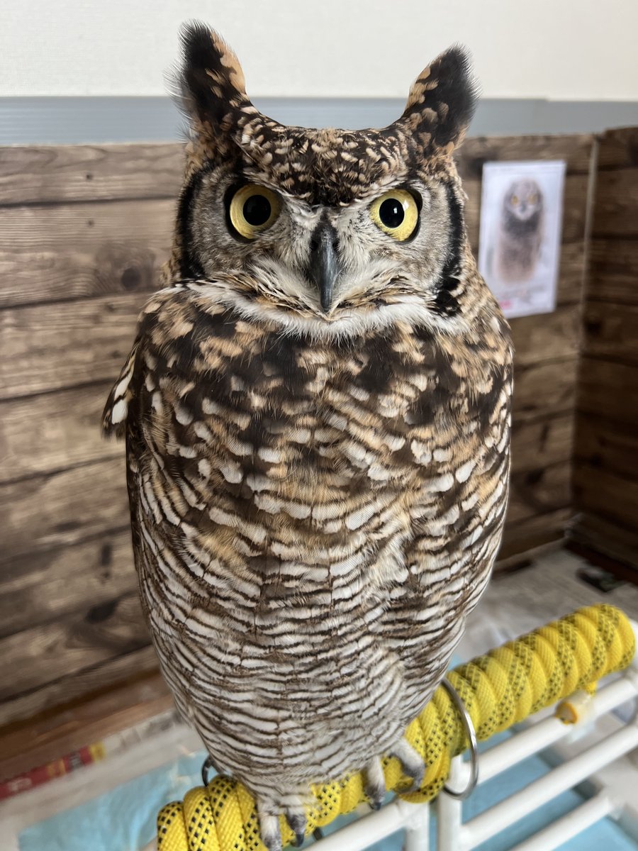 梟の夜 (@fukurou_no_yoru) / Posts / X