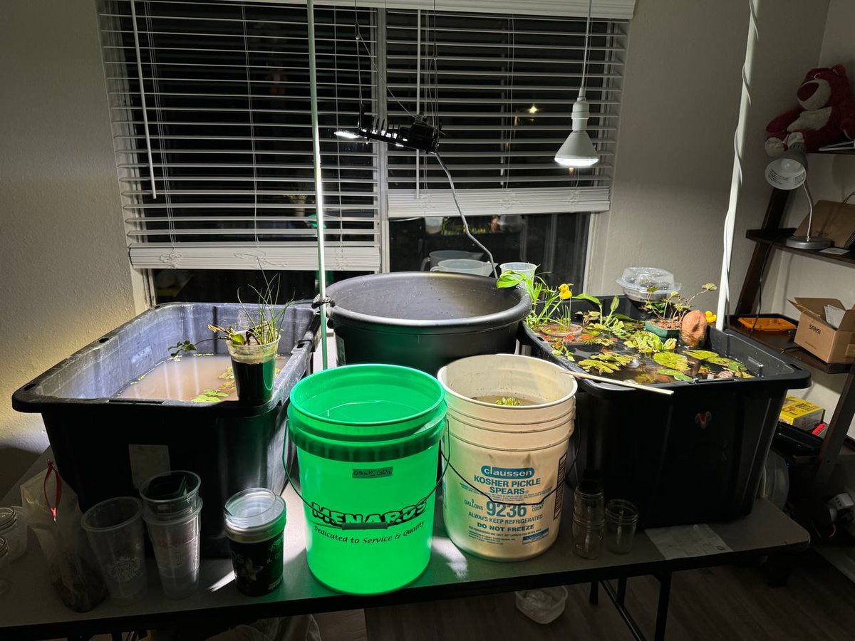 polycereal's tweet photo. Ooof. I spent almost the whole day moving the final tub in, and now it's official #PolyTub cuz it has multiple ones lmao. More than enough space to grow my 6 water lilies (how could I end up buying 6??? Insane... https://t.co/7uwIrVfVAx