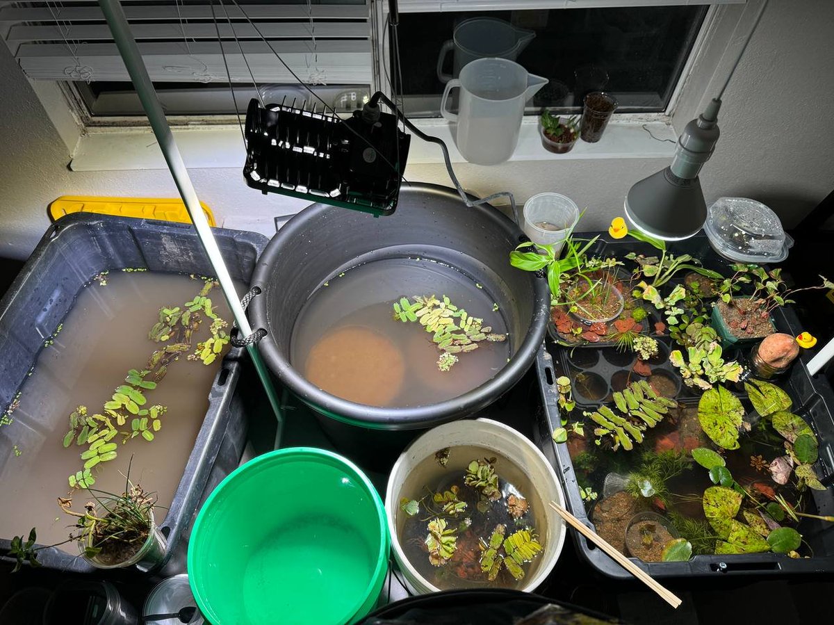 polycereal's tweet photo. Ooof. I spent almost the whole day moving the final tub in, and now it's official #PolyTub cuz it has multiple ones lmao. More than enough space to grow my 6 water lilies (how could I end up buying 6??? Insane... https://t.co/7uwIrVfVAx
