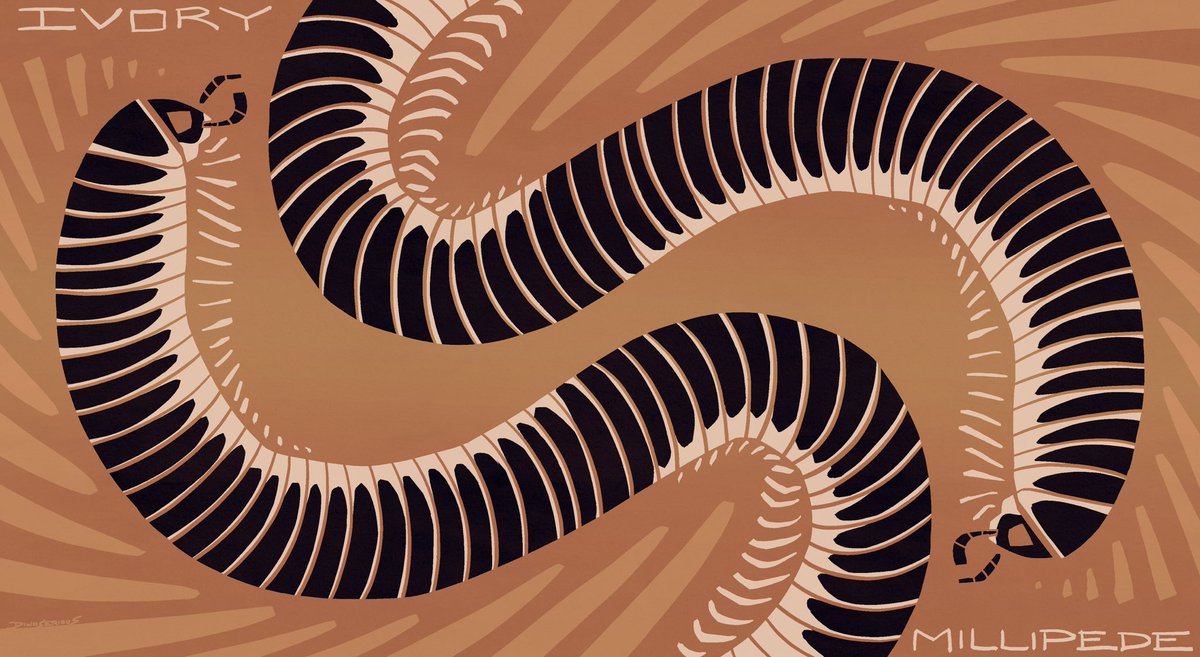 #invertober day 26, ivory millipede. black n white

#invertober2024