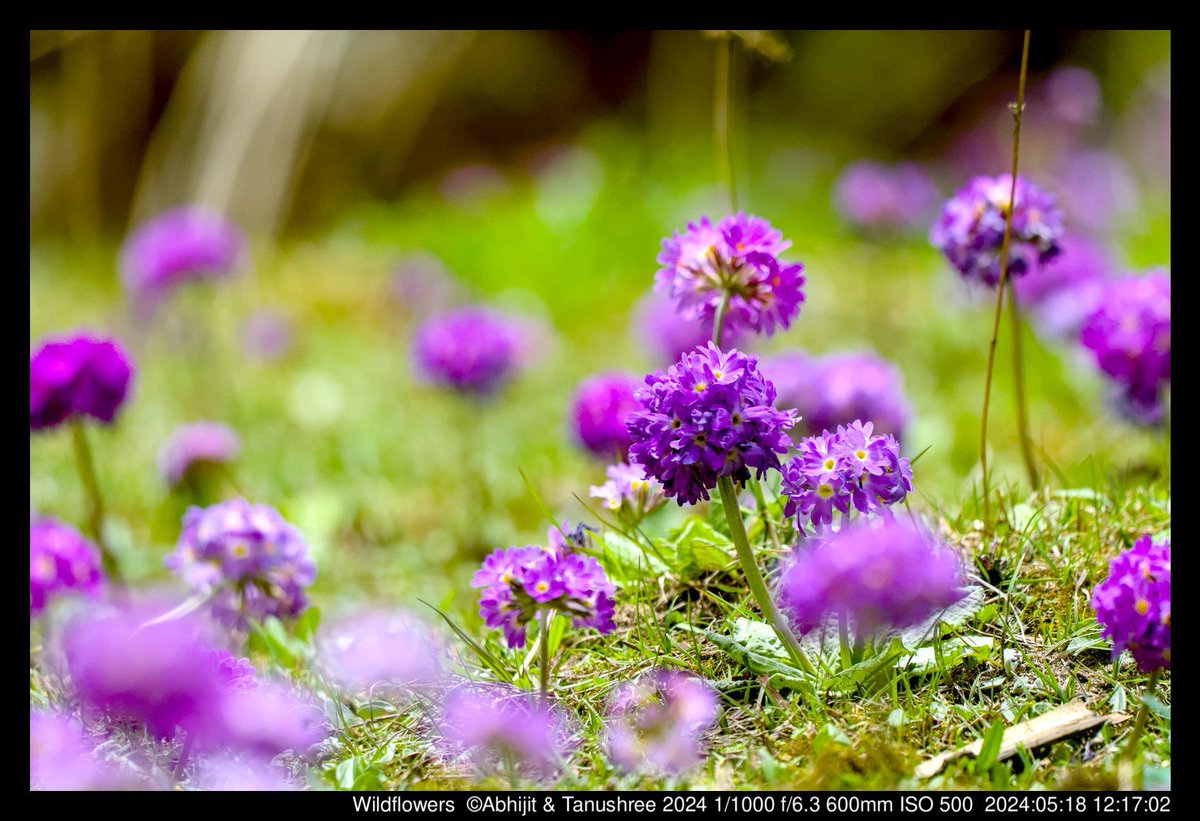 DHFloraFauna's tweet photo. Wildflowers of Yumthang valley, Sikkim

May '24

#naturephotography #wildflowers #flowersofindia https://t.co/NeeoHUWsYE