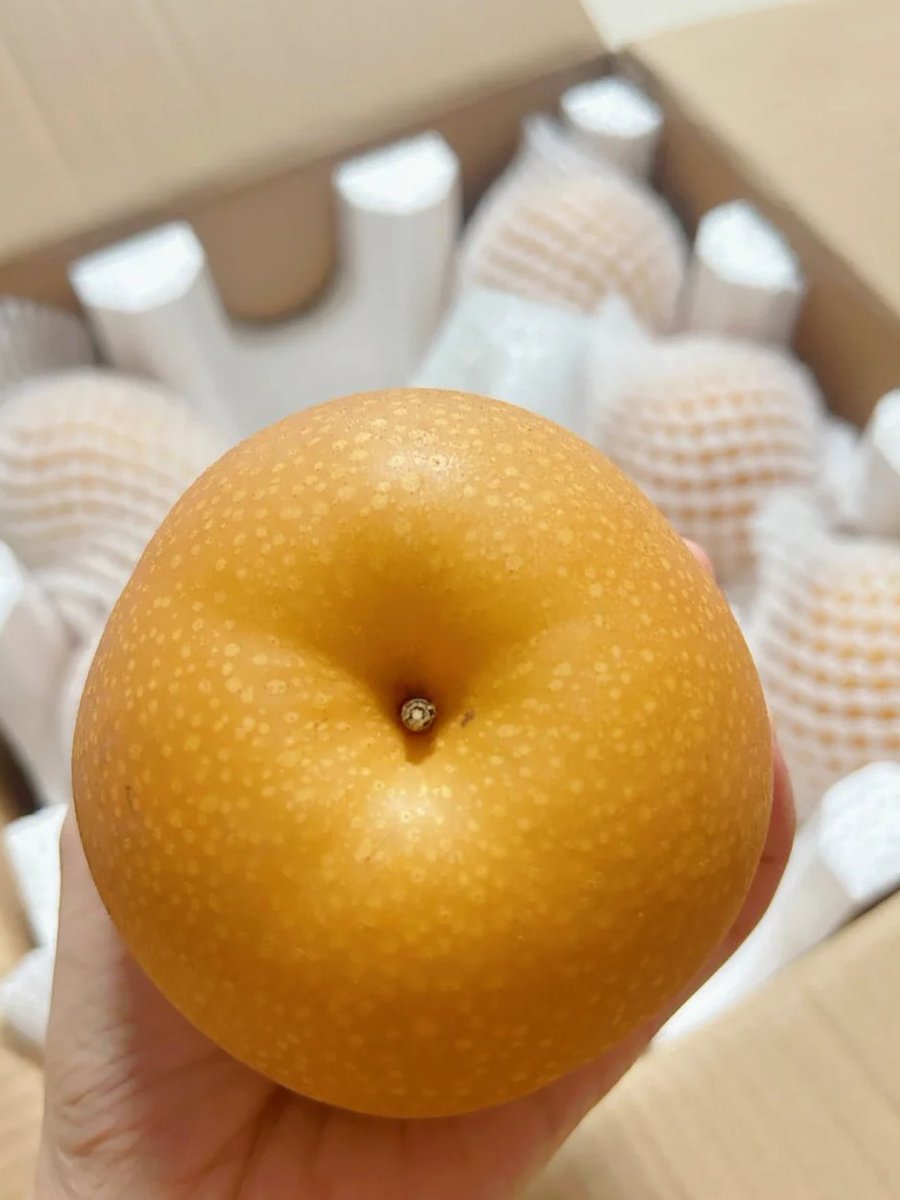 KellyNe2_'s tweet image. The Qiuyue Pear is known as natural mineral water, which can promote salivation and relieve cough, clear away heat and reduce fire, and relieve cough and reduce phlegm.