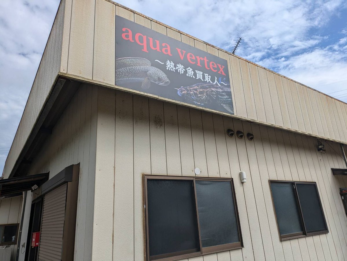 netaigyokaitori's tweet photo. 素敵な看板もつけていただいたので
お店の宣伝をさせて頂きます！

千葉県成田市の
店舗名は　　aqua vertex          です！
　　　　　アクアバーテックス
vertexは頂点、最高峰という意味で
お客様に頂点の個体を提供させて頂きたいと思い
店舗名に採用しました！
続く https://t.co/c11WdgiDYi