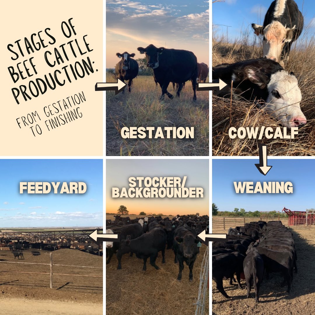 AlexisMain398's tweet photo. Although beef cattle production looks a little different from region to region based on the environment they are raised in, these stages are seen on farms and ranches throughout the country prior to beef processing 🐂🥩

⬇️ Check them out below!

#CAO24 https://t.co/AlkpzOewzu