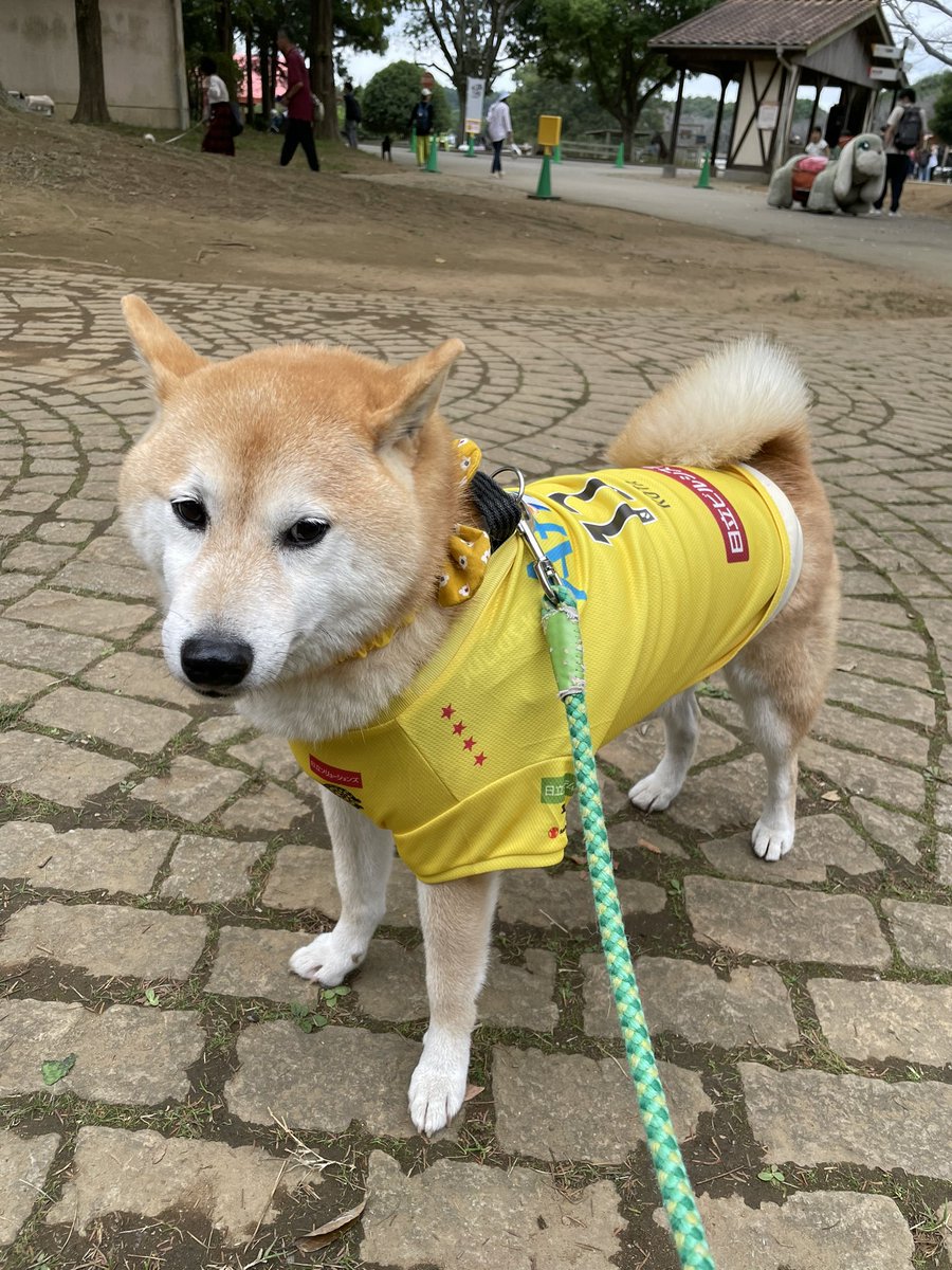 レイソル頑張れ⚽️ tweet media