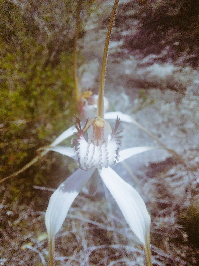 Daniela Scaccabarozzi Ph.D. (@danielaskakka) on Twitter photo Dancing time! Radiant #Caladenia longicauda
#orchids #ozflora #nature #beauty #biodiversity #waflora #wildflowers <a href="/PetrovichBilly/">Orchoholism</a> <a href="/aromatisi/">Andrea Aromatisi</a> <a href="/wa_orchids/">WA Orchids</a> <a href="/Orchid_hunters/">Worldwide Orchids & Wildflowers</a> Dancing time! Radiant #Caladenia longicauda
#orchids #ozflora #nature #beauty #biodiversity #waflora #wildflowers <a href="/PetrovichBilly/">Orchoholism</a> <a href="/aromatisi/">Andrea Aromatisi</a> <a href="/wa_orchids/">WA Orchids</a> <a href="/Orchid_hunters/">Worldwide Orchids & Wildflowers</a>