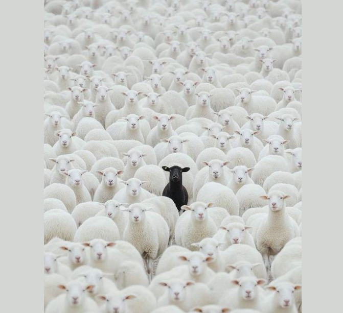 michellesouth1's tweet photo. "Why fit in when you were born to stand out"! - Dr. Seuss https://t.co/sePTUEVJR2