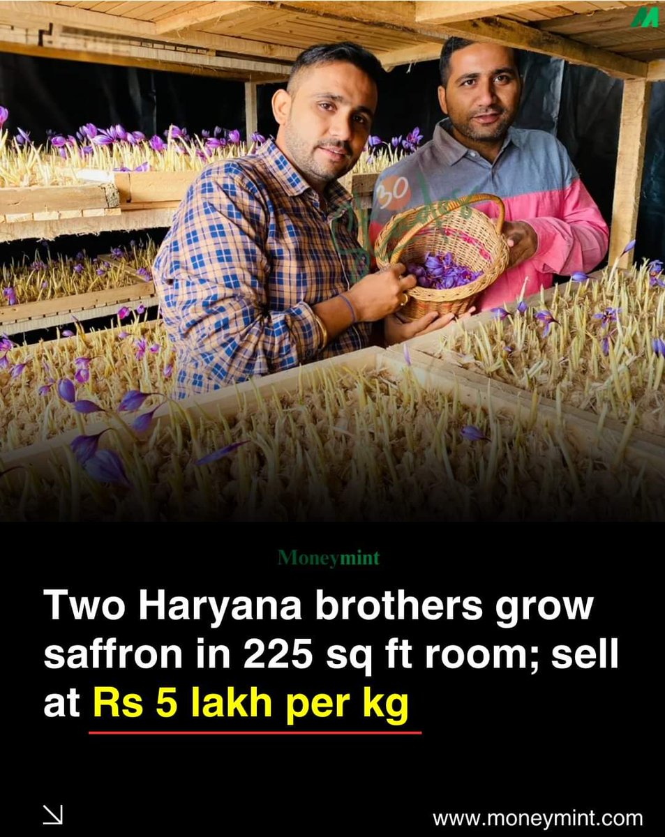 yadavendra88's tweet photo. In Haryana, brothers Naveen and Praveen Sindhu have turned a 225 sq ft room into a successful saffron farm, selling the world's costliest spice for โน5 lakh per kg.
#moneymint #farming #agriculure #saffron #mushrooms #hardwok #SuccessStory https://t.co/GeaHJlE2DK