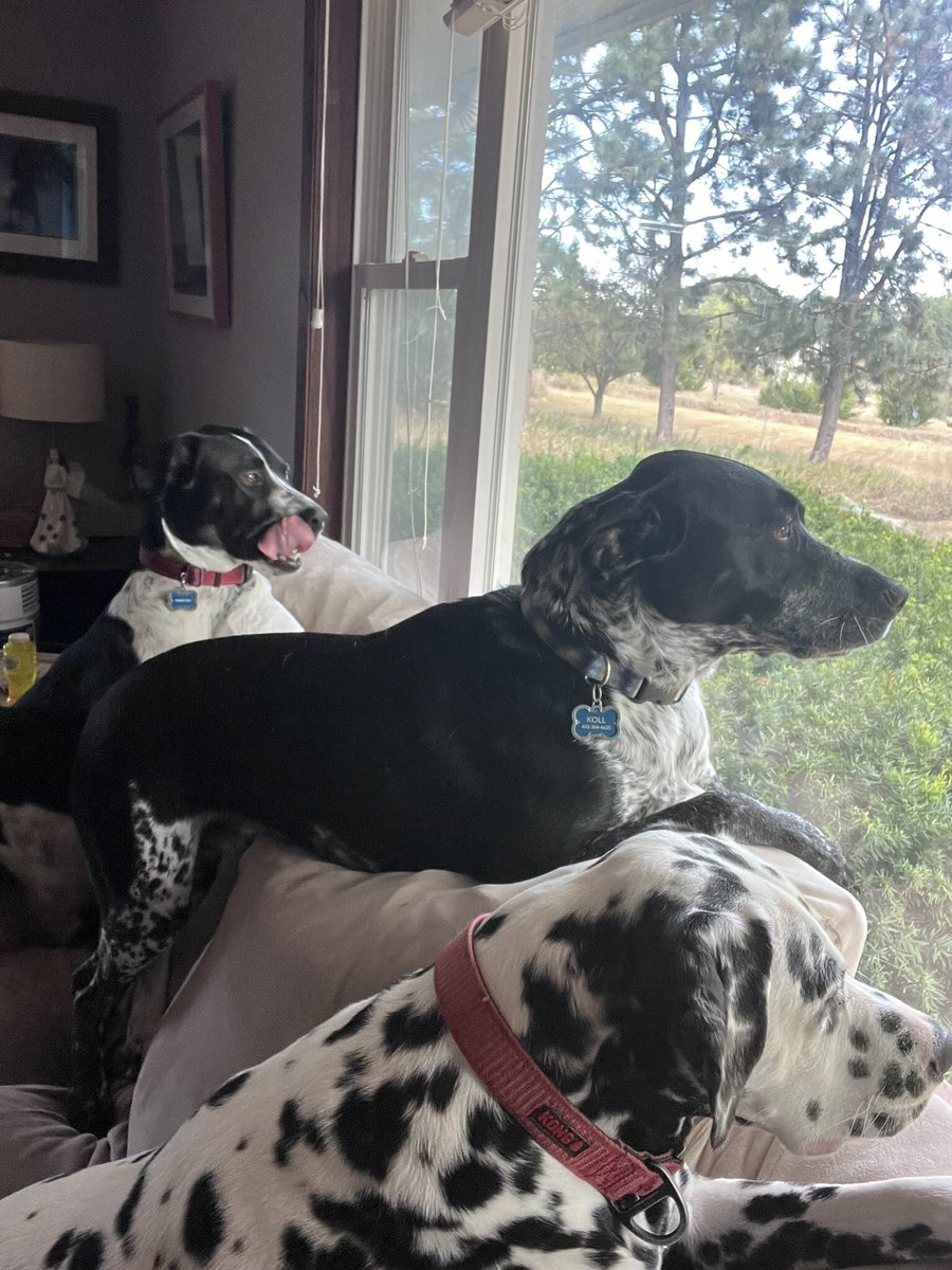 MurphyBoy2020's tweet photo. My mission is to train Tommy Boy and Leo about yard patrol. https://t.co/82IbfVTfiG