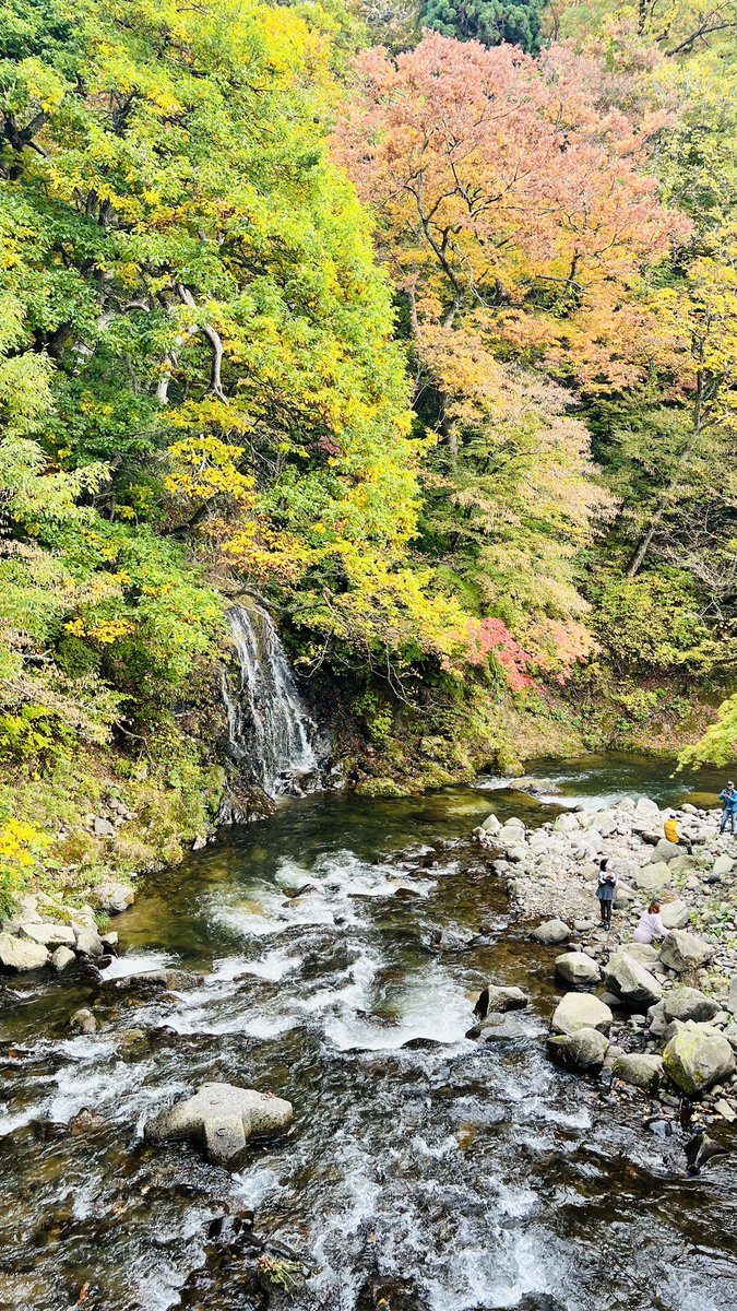 CBaggKMK's tweet photo. もうハーレーちゃんの遊べる機会も少ないので(冬支度)、中野もみじ山へ遊びに🍁
んー…
ちょっと早かったかー💦
あと中野もみじ山、めっちゃ登るので、思いがけず脚トレになりましたw
#883
#883l
#883low
#harleydavidson https://t.co/EjSoB8iZlg