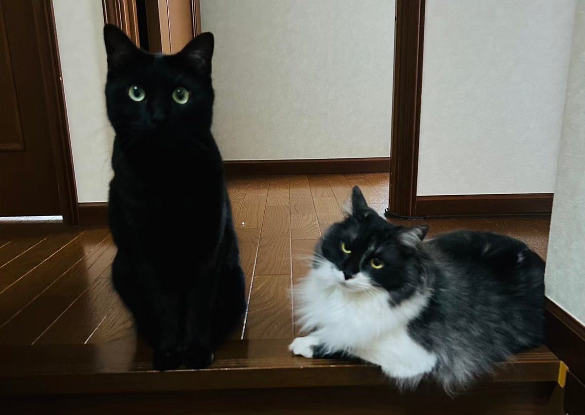 10月27日全国黒猫の日らしい🐈‍⬛
#全国黒猫の日
#10月27日
#投票日