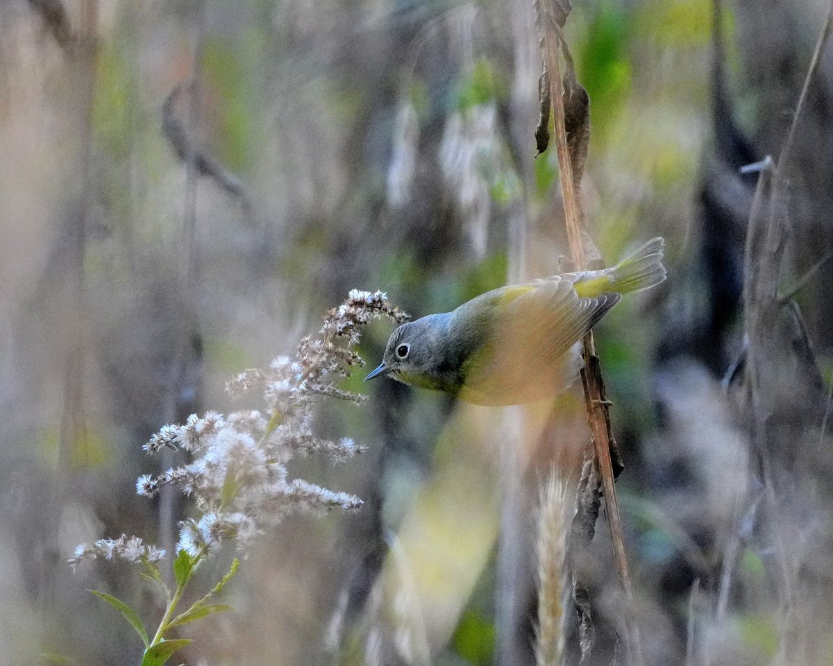 Late-season Nashville Warbler