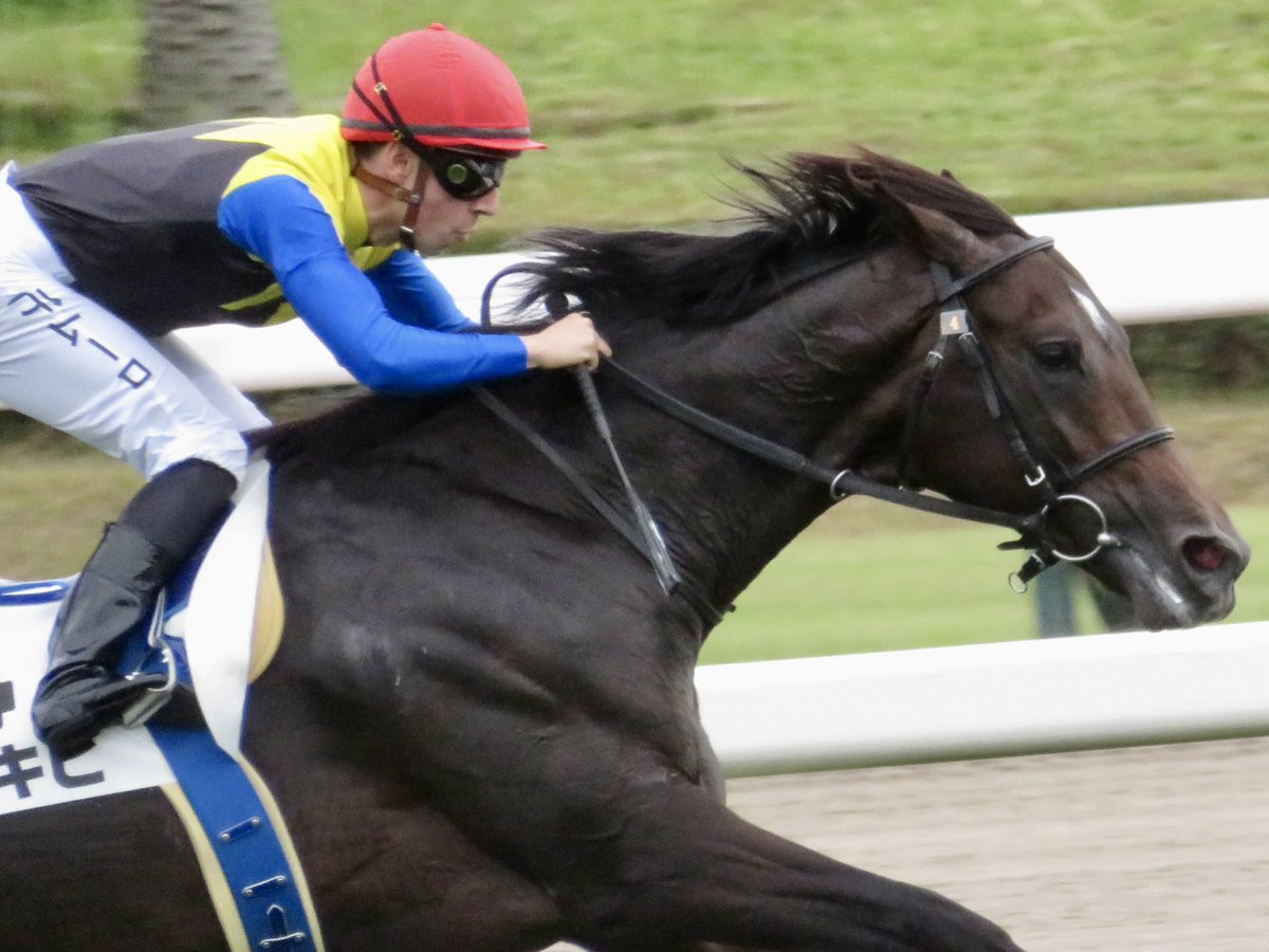 東京5R 新馬戦

名牝アパパネの仔・アマキヒ

ゴール前、同じく名牝マリアライトの仔・ロジャリーマインとの叩き合いは鳥肌ものだった...本当に新馬戦か！？

アマキヒ君、おめでとう！！

そしてちゃんとしたカメラが欲しい...

#アマキヒ
#デジカメ撮影
