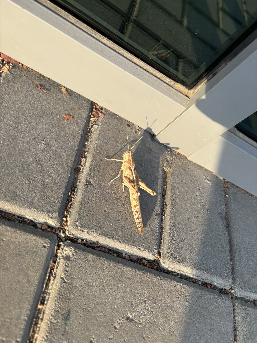 kooolanz's tweet photo. The locusts are out….!
രാവിലെ വഴിയരികിൽ കണ്ടുമുട്ടി
നമ്മുടെ നാട്ടിലെ പുൽച്ചാടി ഒക്കെ ചെറുത്
ഇതിനെ എങ്ങനേഡേ ഇവന്മാര് കഴിക്കുന്നേ 😯
#Jarad https://t.co/IHZ98BuGuJ