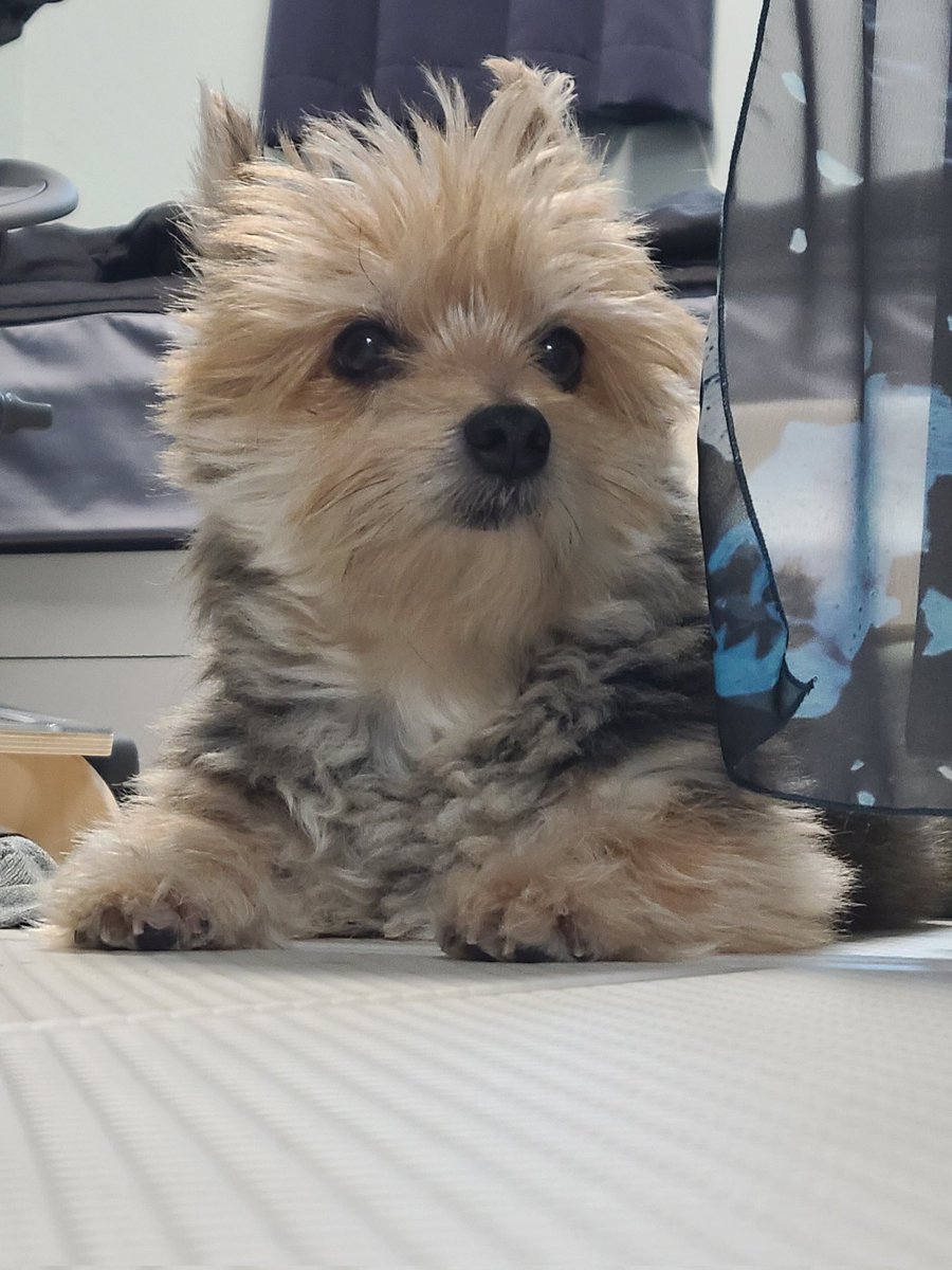꿀주먹도사님의 부하1 tweet media