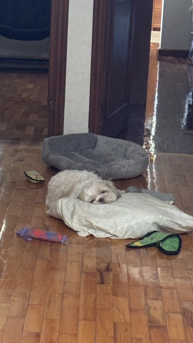 Cecilia Mares tweet media