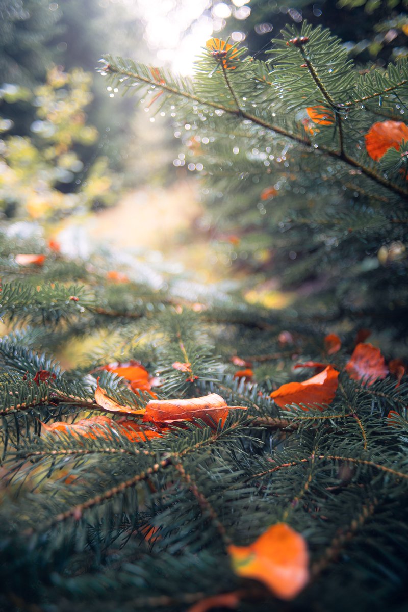 Darte Fex tweet media