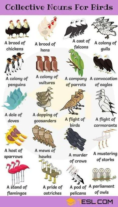 Collective nouns for birds 

[✏️ esl .com]