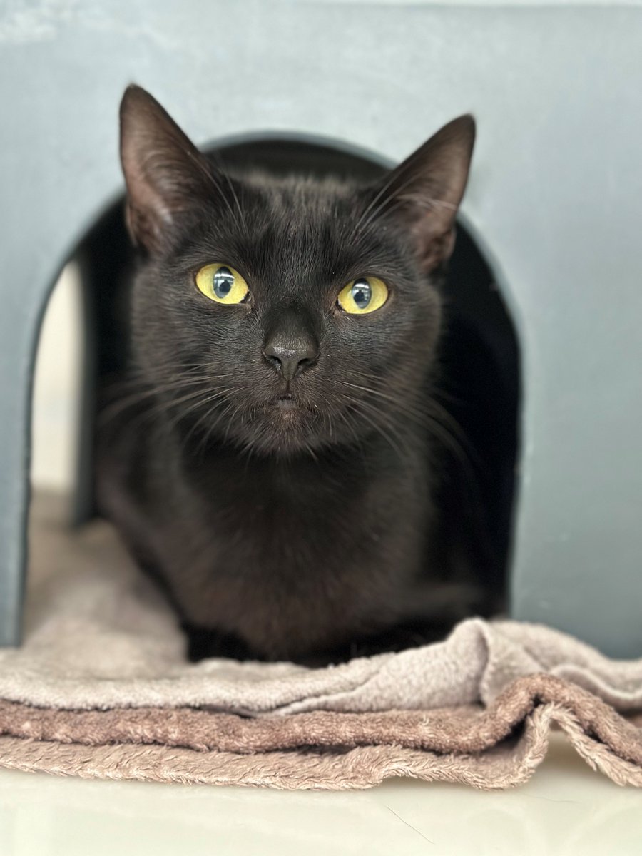 CatsProtection's tweet image. It’s #NationalBlackCatDay, a day we started back in 2011 to celebrate black cats and reduce the time they spend waiting to be adopted. They are now not as overlooked as they once were, but black and black-and-white cats still wait, on average, three days longer to be adopted!