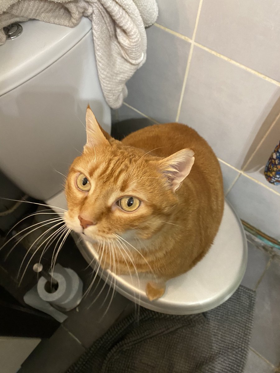 potipatapon's tweet photo. J’ai renoncé à mon intimité. Il est avec moi dans la salle de bain, aux toilettes, il m’accueille le soir quand je rentre du travail. https://t.co/b5jjIijHCi