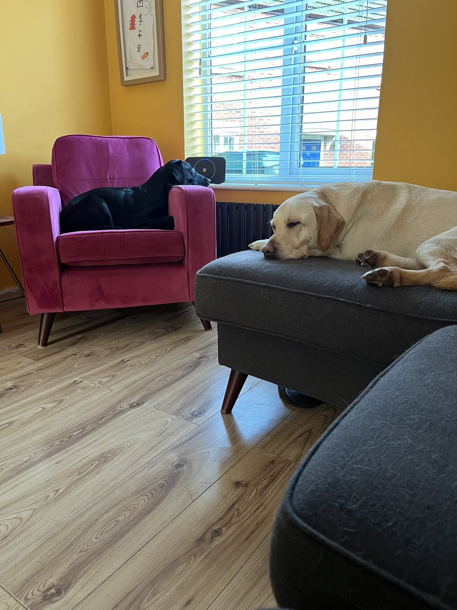 Moz0373Runner's tweet image. Fed, watered, play time, walked, treats… and it’s only 10am… now to watch a serial killer film called Don’t Move after watching Woman of the Hour last night #netflix #dogsitter - a week with these pups 🐶 🐶🥰🥰