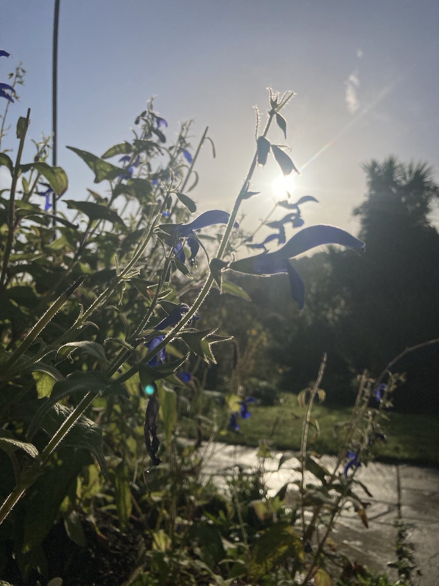 Make the most of the last weekend of the holiday with a visit to #ThePinesGarden! With lunches (including Sunday Roasts!) in the Tea Room and some of the hardier flowers still holding on in the garden, it's a lovely time of year to visit🌱