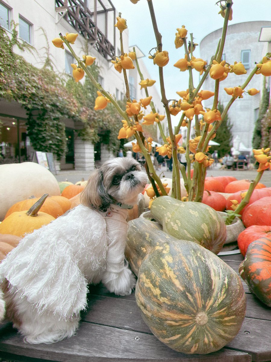 chris49891's tweet photo. 🎃に侵略された街並みに行ったでち👻

#シーズー #shihtzu 
#Halloween  #asknowasdewan https://t.co/QKeyqxynRp