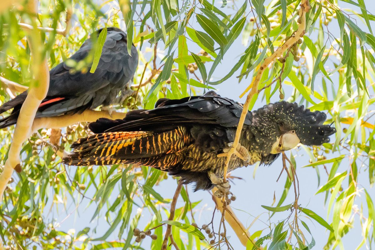 Early bird registration for #AusEvol2024 closes THIS Thursday, October 31! We hope to see you all in Perth very soon. 

aes.corsizio.com/event/6696f536…