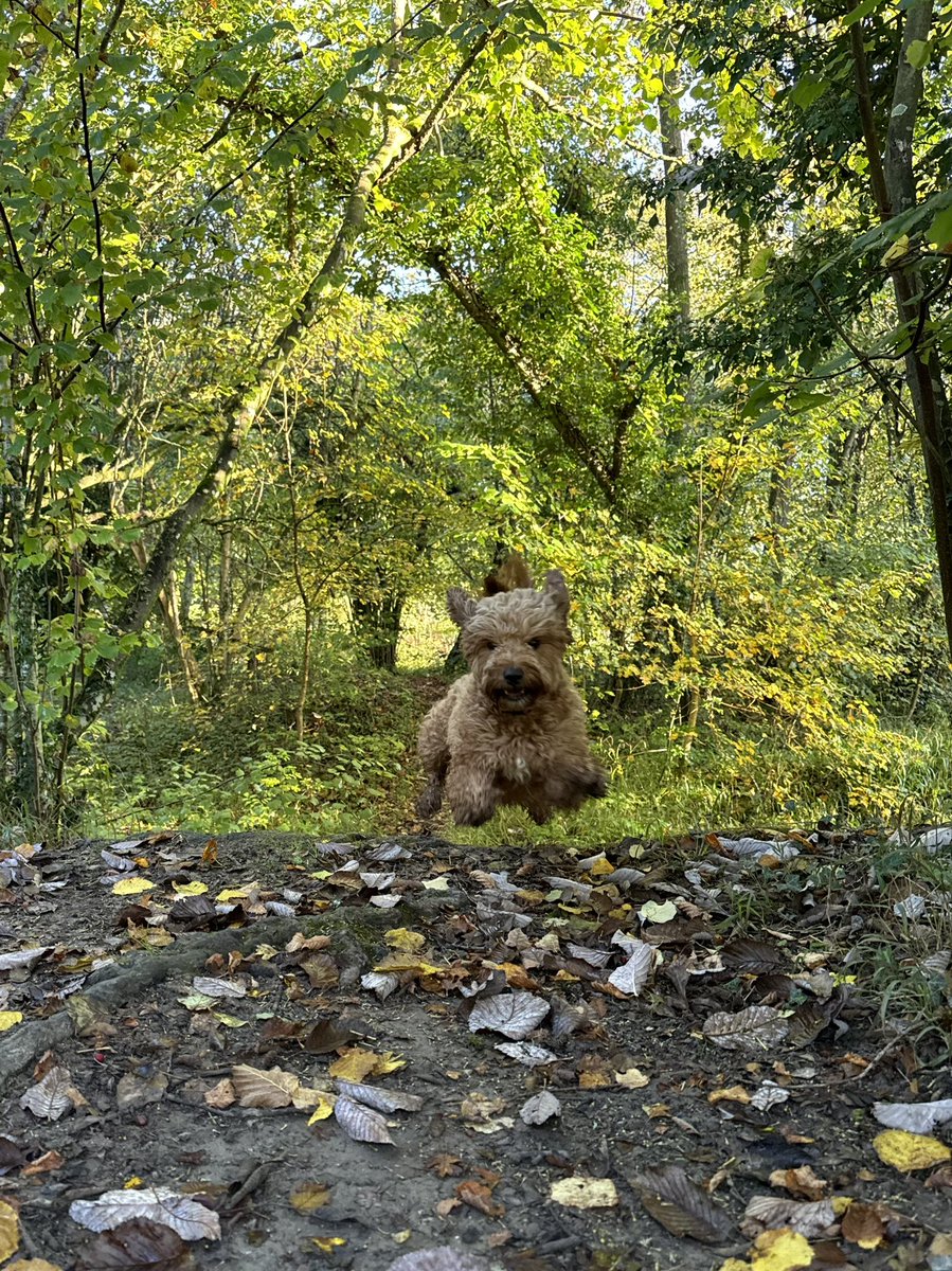 Prof Ann-Marie Towers tweet media