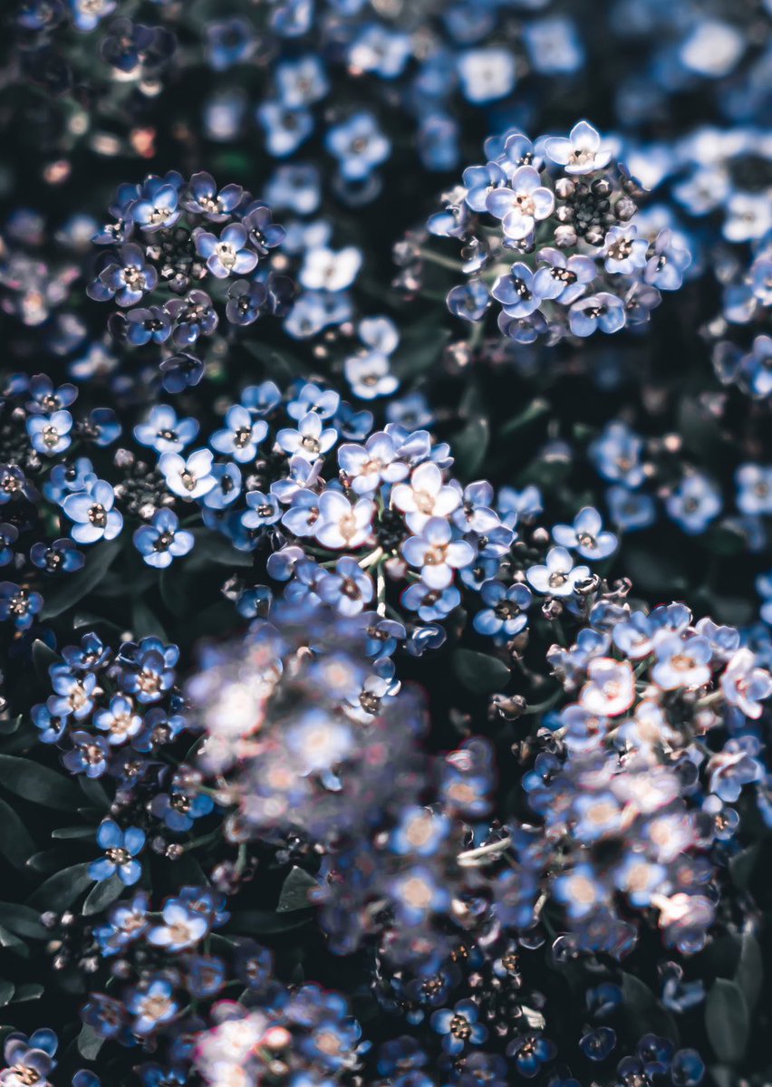 _pryo_'s tweet photo. Flower https://t.co/hUACL28ebG