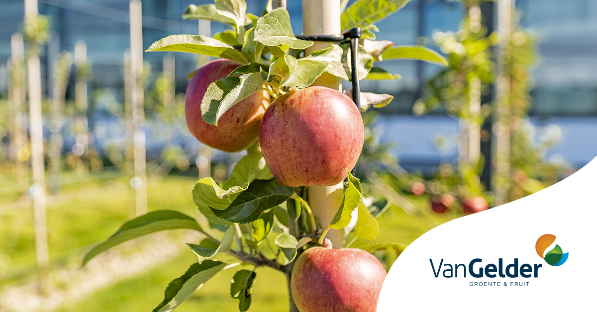 Vorige maand mochten kinderen zelf appels en peren plukken en deze omtoveren tot heerlijke lekkernijen in ons Experience Center. Met deze traditie hopen we de liefde voor gezonde voeding en de natuur door te geven aan de volgende generatie.
👉vangeldernederland.nl/nl_NL/blog/ite…