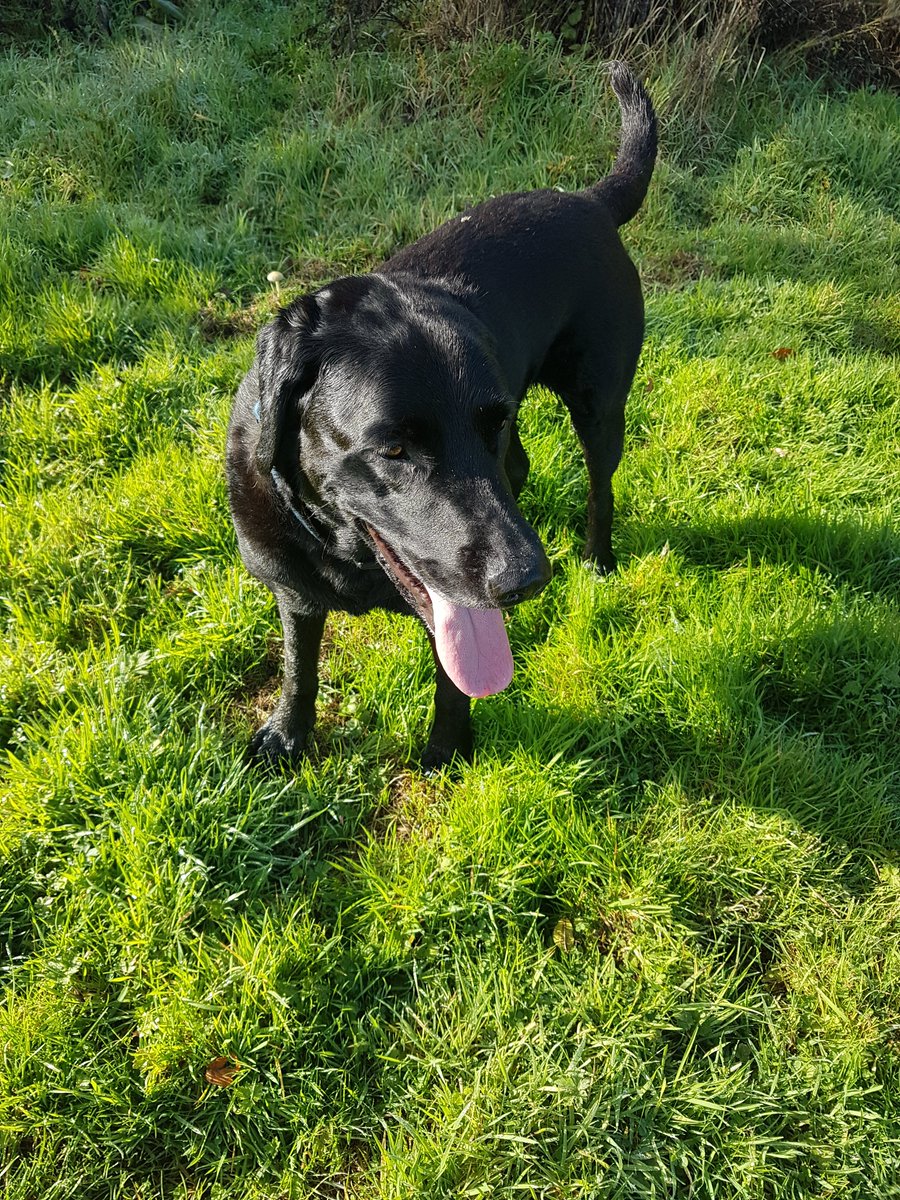 Having a fabulous Sunday walk , with The Boys .