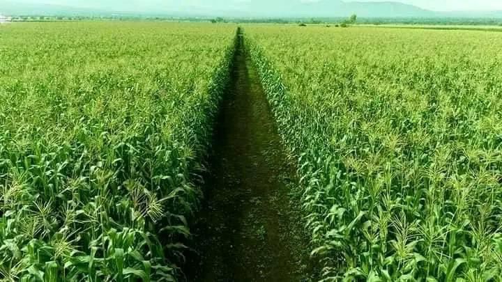 Mixed farmland in Gamo Zone’s Daramalo Woreda incorporating productive crop cultivation, horticulture, and animal fattening.